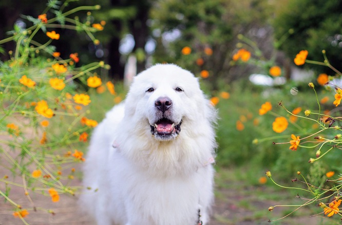 グレート ピレニーズの魅力 性格や寿命 歴史などご紹介 犬との暮らし大百科
