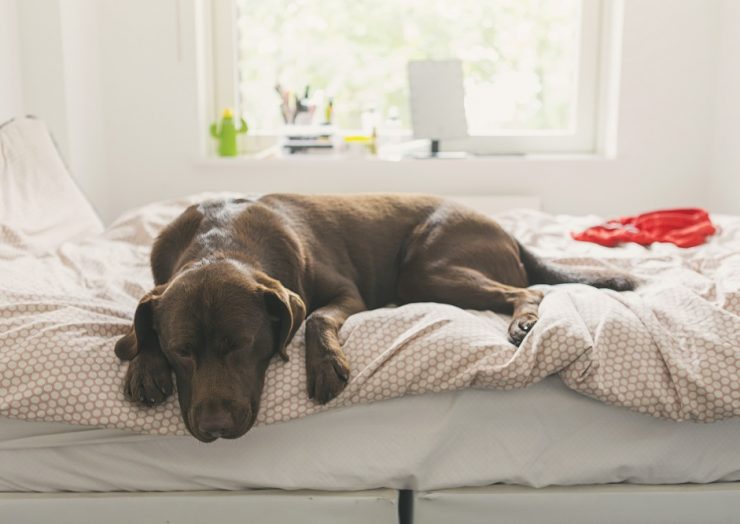 犬の脂漏症ってどんな病気?
