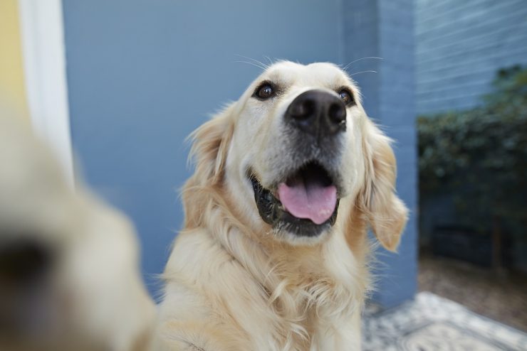 犬の脂漏症の予防法