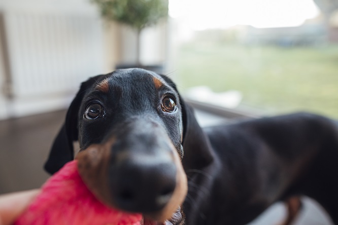 犬の脂漏症の原因
