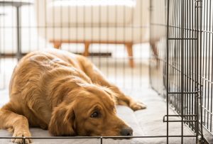 犬の駆虫はどのくらいの頻度で行うべきですか?