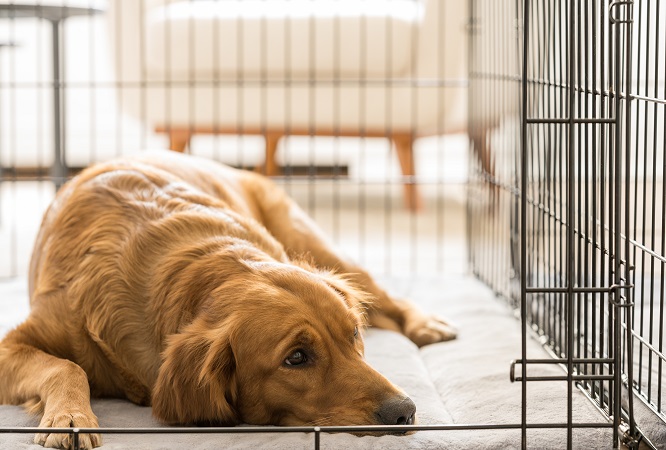 犬の回虫症