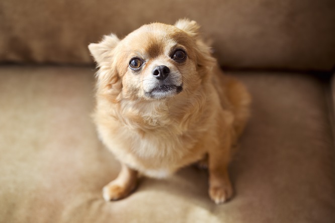 犬の回虫症の予防法