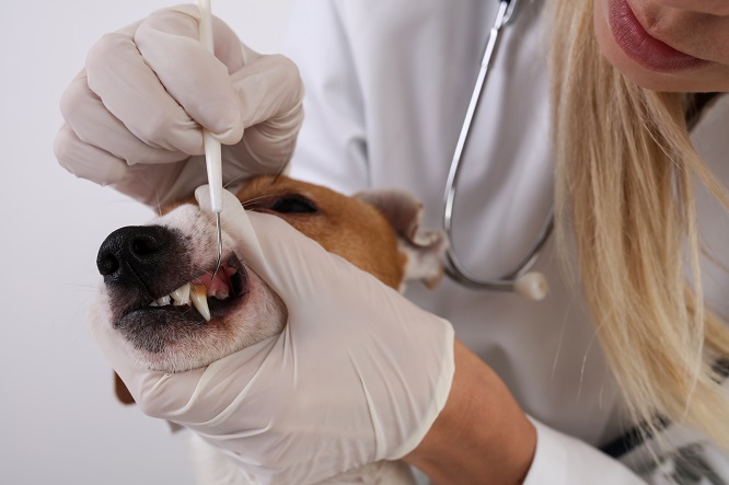 犬の歯周病には動物病院