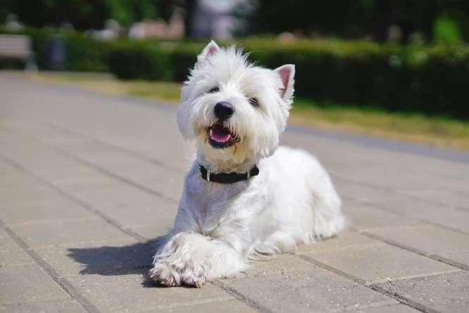 ウエスト ハイランド ホワイト テリアの魅力 性格や寿命 歴史などご紹介 犬との暮らし大百科