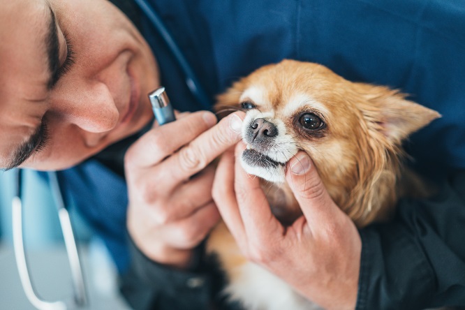 犬の口内炎の治療