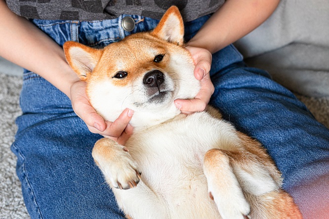 人気犬種top 犬との暮らし大百科