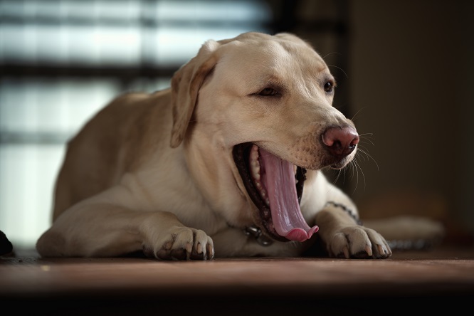 犬の口内炎の原因