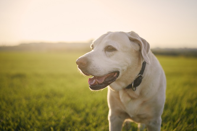 犬の歯周病に注意を