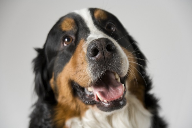 犬の口内炎になりやすい犬種は