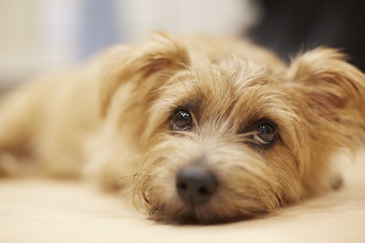 ノーフォーク テリアの魅力 性格や寿命 歴史などご紹介 犬との暮らし大百科