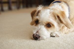 犬の高齢者の認知症