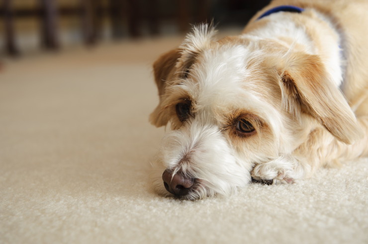 犬 の 自 閉 症 症状