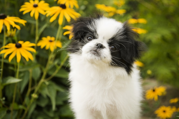 狆 ちん の魅力 性格や寿命 歴史などご紹介 犬との暮らし大百科