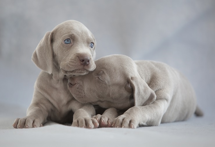 ワイマラナーの子犬が2匹