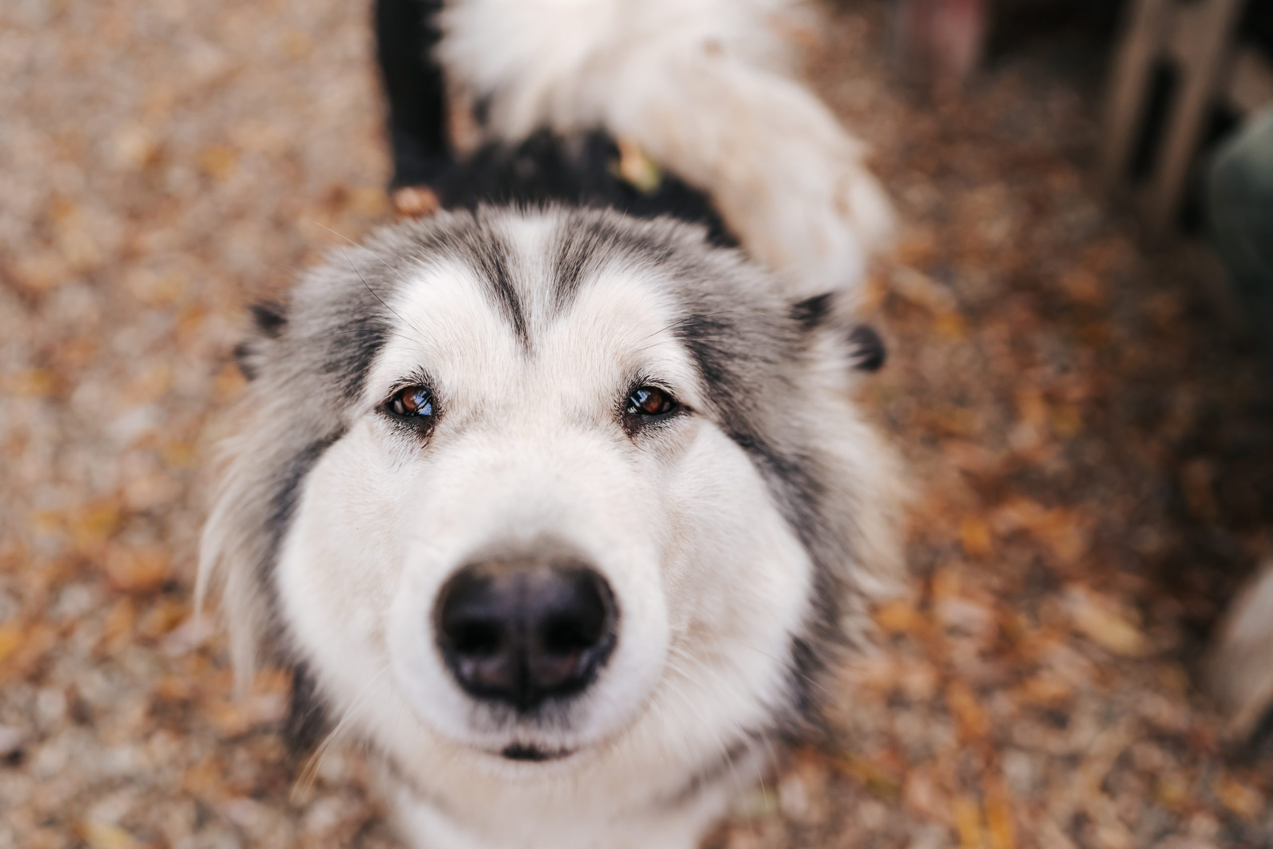犬にしこり・腫瘍を見つけたら… 考えられる病気は？ すぐ病院へ行く