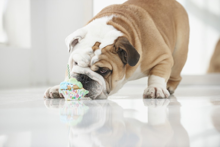 犬が異物誤飲してしまった 対処法は 治療費はどれくらい 犬との暮らし大百科