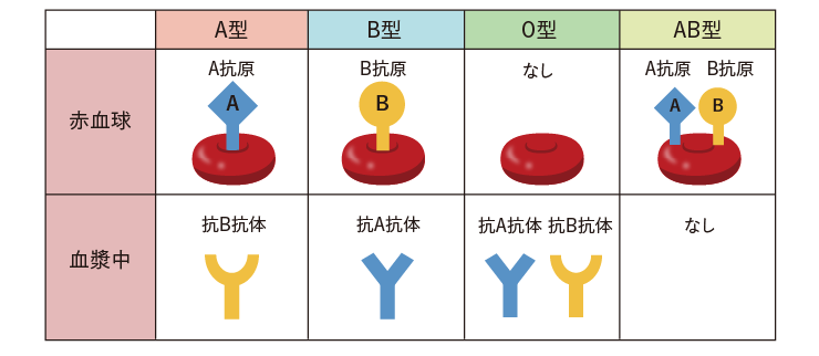 自分の血液型を知る方法