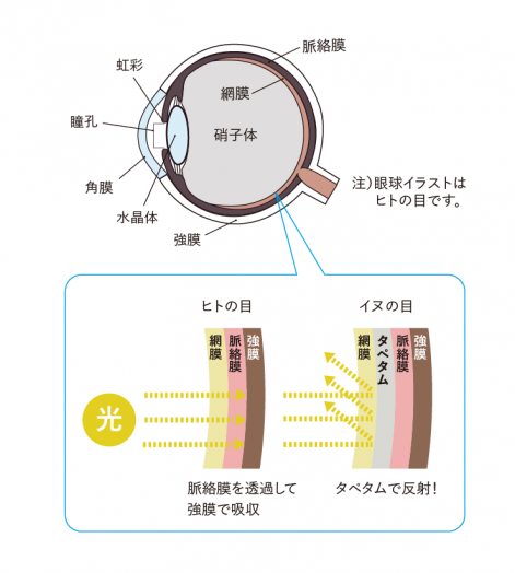 犬の目が暗闇で光るのはなぜ?