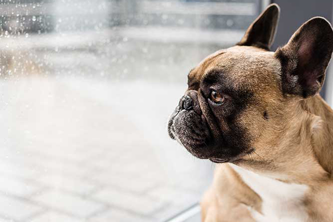 「おかしいな?」と思ったら、早めに動物病院へ!