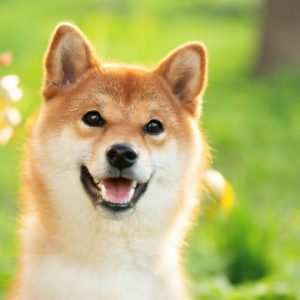 笑顔の柴犬