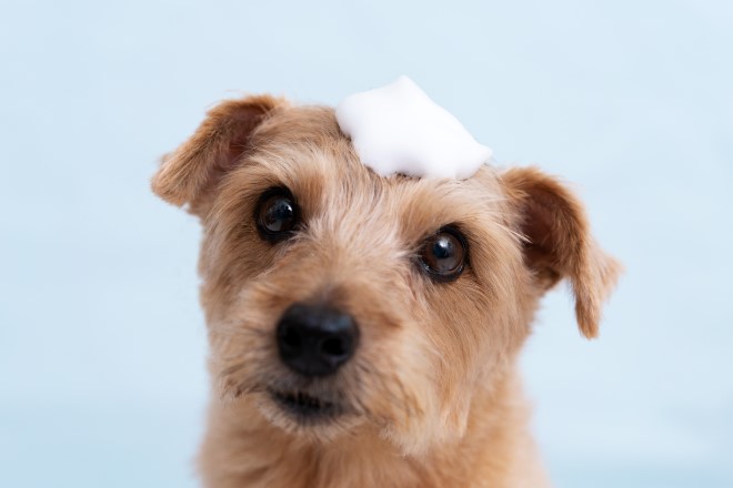 泡をのせている犬