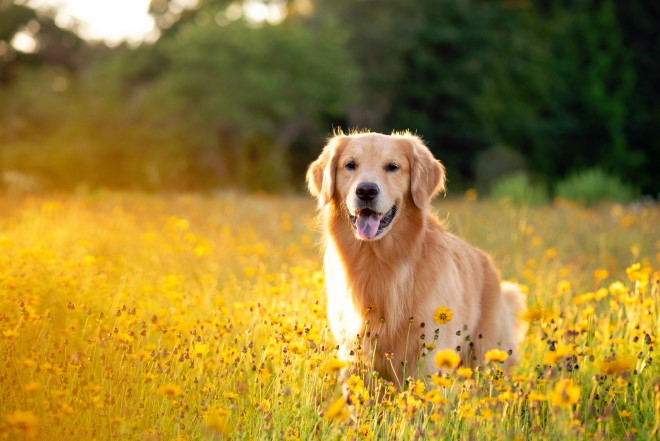 自然に囲まれた犬