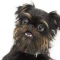 笑顔の犬