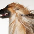 横顔の犬