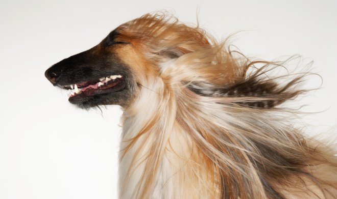 横顔の犬