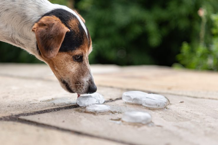 犬と氷