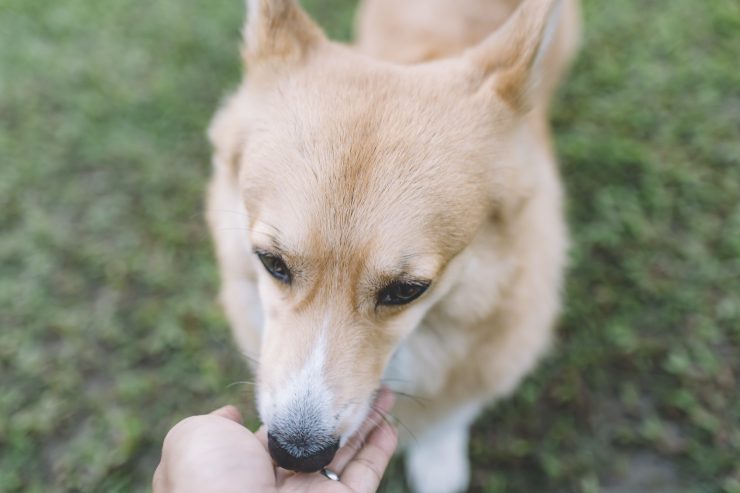 犬に氷を与える