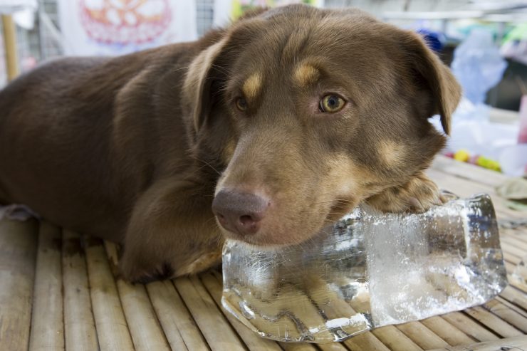 犬と氷