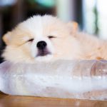 犬と氷