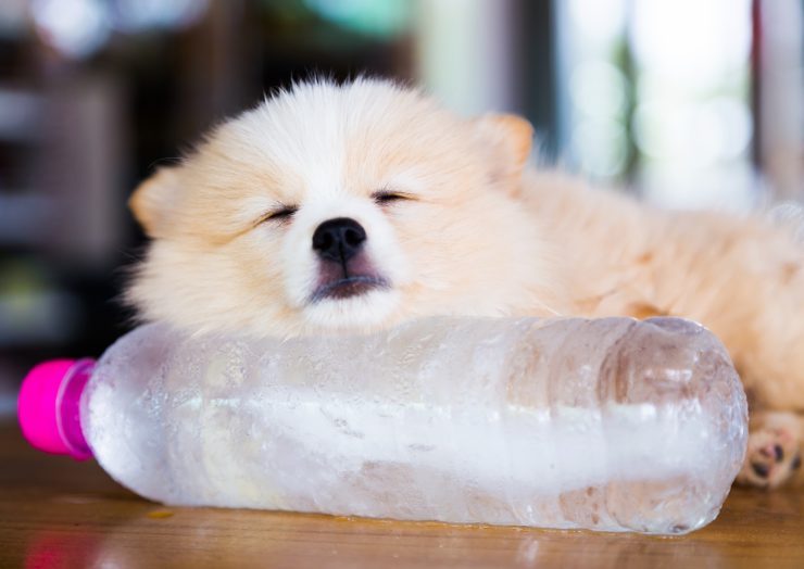 犬と氷