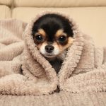 犬も寒がり 犬の寒さ対策 暖房は必要 犬との暮らし大百科