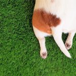 犬のしっぽの秘密 魚との意外な関係 その謎に迫る 犬との暮らし大百科