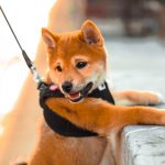 柴犬を飼いたい人必見 歴史や性格 気を付けたい病気まで徹底解説 犬との暮らし大百科 柴犬を飼いたい人必見 歴史や性格 気を付けたい病気まで徹底解説 犬との暮らし大百科