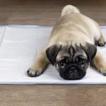 犬の血便の原因と対策 押さえておきたいポイントをご紹介 犬との暮らし大百科