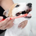 犬の血便の原因と対策 押さえておきたいポイントをご紹介 犬との暮らし大百科 犬の血便の原因と対策 押さえておきたいポイントをご紹介 犬との暮らし大百科