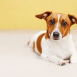 犬が吐くのはどうして 犬が吐く理由と 気を付けたい病気について 犬との暮らし大百科 犬が吐くのはどうして 犬が吐く理由と 気を付けたい病気について 犬との暮らし大百科