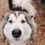 スヌーピーのモデルにもなったビーグル 歴史や特徴 なりやすい病気について 犬との暮らし大百科