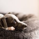 犬が吐くのはどうして 犬が吐く理由と 気を付けたい病気について 犬との暮らし大百科