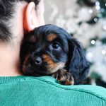 愛犬がけいれんを起こしたら 原因や考えられる病気について 犬との暮らし大百科