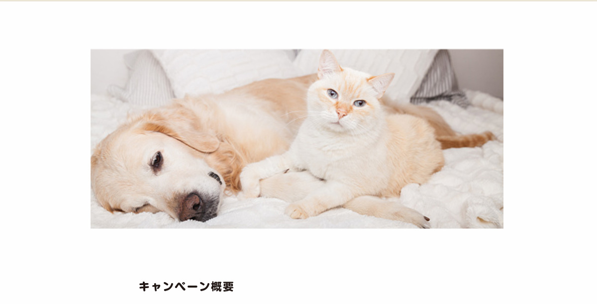 キャンペーン概要