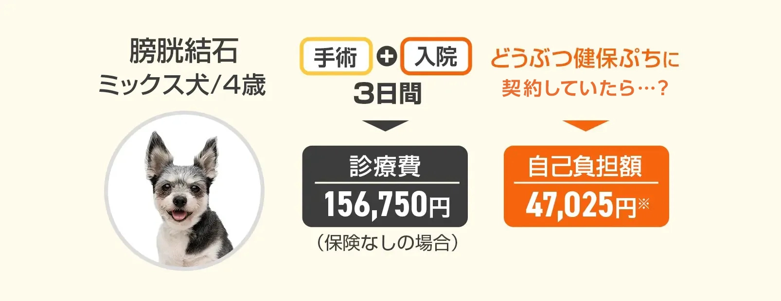 『膀胱結石』ミックス犬/4歳の場合