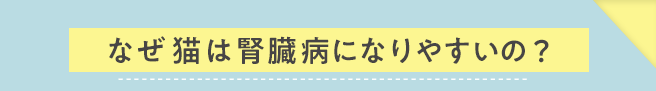 なぜ猫は腎臓病になりやすいの?