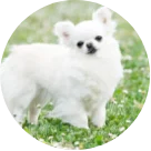 チワワ