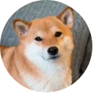 柴犬