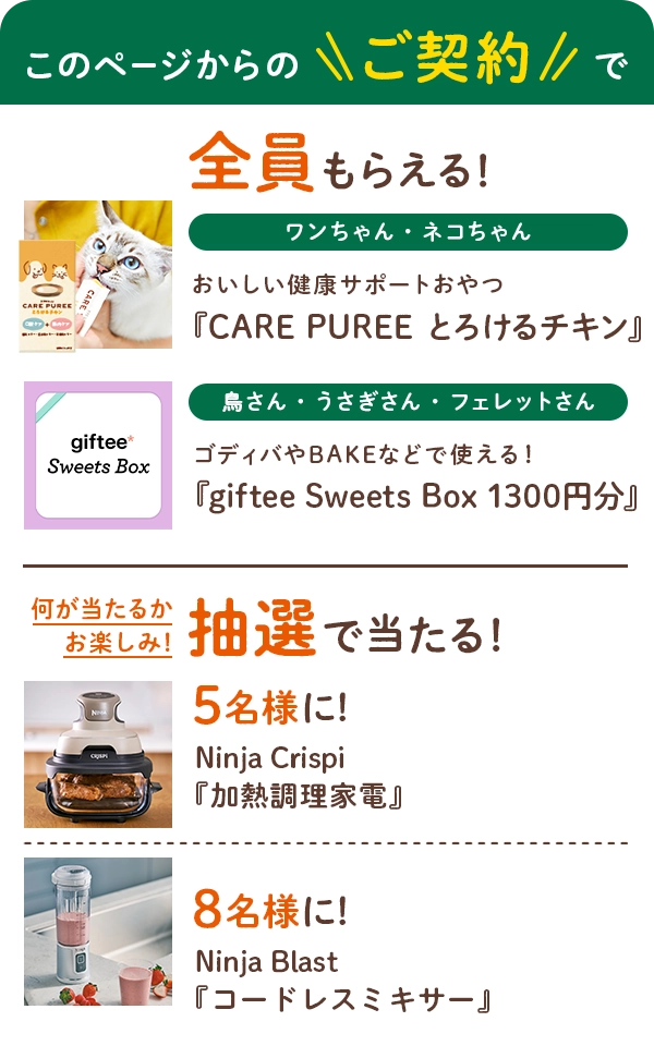 このページからのご契約で、全員に「CARE PUREE」または「giftee Sweets Box1300円分」をプレゼント。さらに抽選でNinja Crispi（5名様）とNinja Blast（8名様）が当たる！